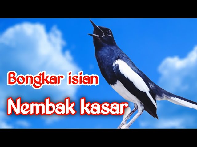 PANCINGAN KACER GACOR FULL ISIAN KASAR, SEKALI PUTAR KACER APAPUN LANGSUNG EMOSI GACOR MATERI class=