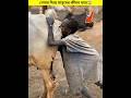 African traditional cattle fumigation using cow dung smoke || #shortvideo #africancalture #cowdung