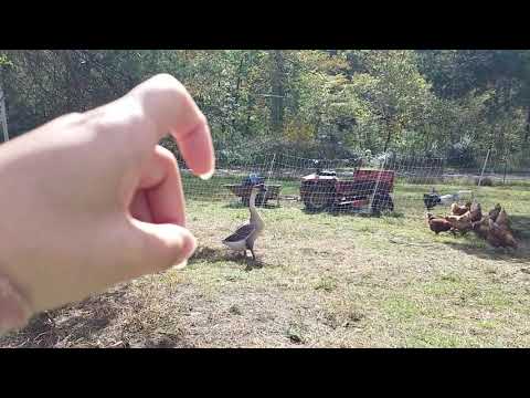 ASMR | Chicken Shoop
