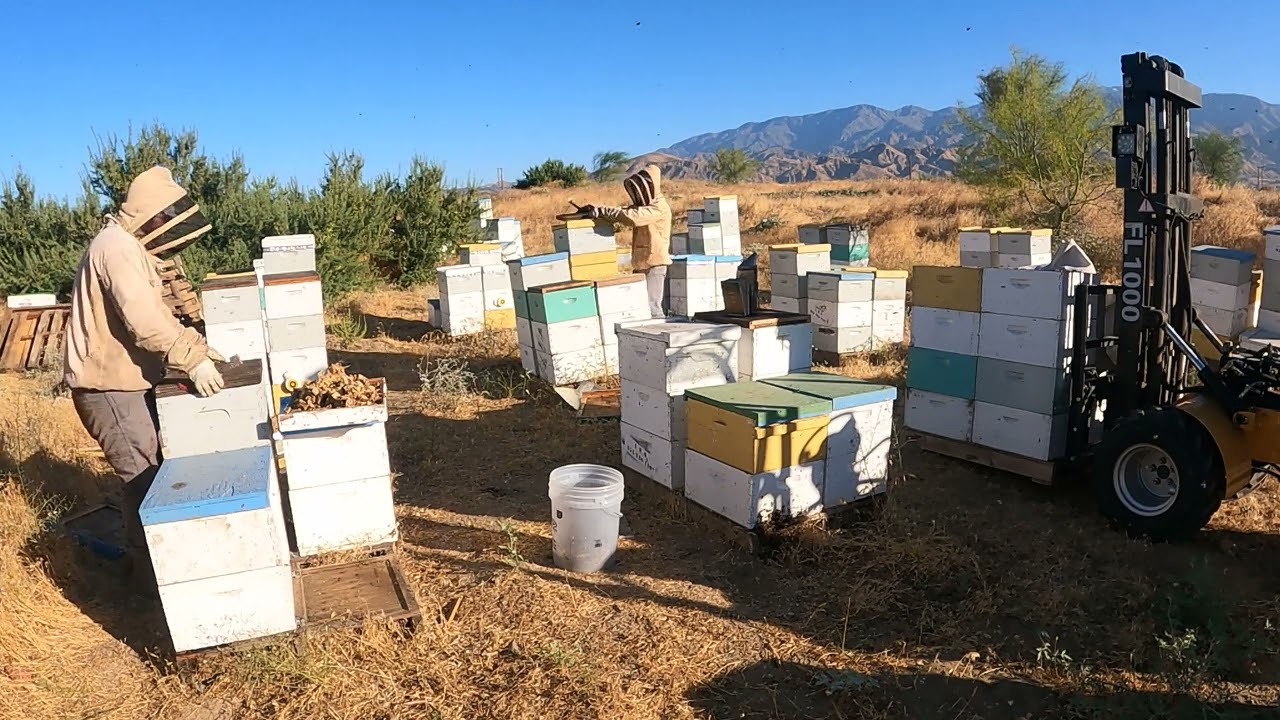 How I Remove Bees Fast From Honey Supers.....Pulling Honey In Southern California