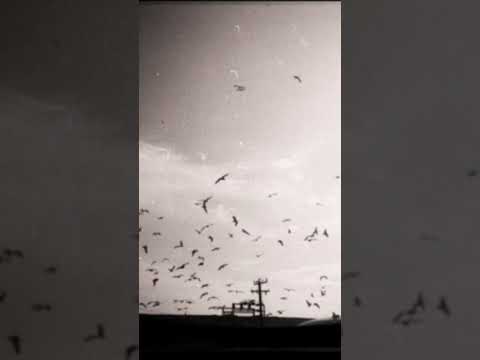 Mamu ვინც იცის გამიგებს Mamu მამუ Hiphop