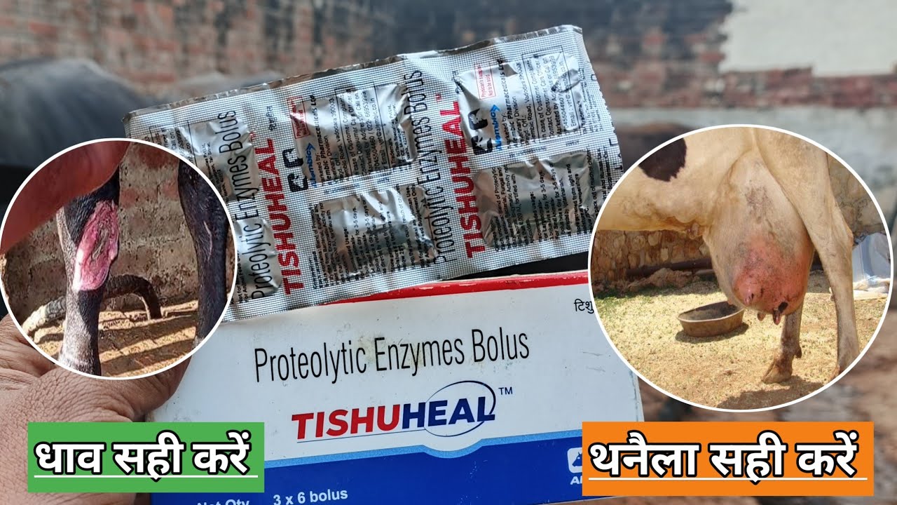 Use veterinary TISHUHEAL Bolus || पशुओं का थनैला रोग सही करें || पशुओं में घाव को जल्दी सही करें