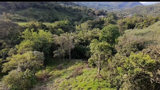 RECUPERANDO NUESTROS POTREROS 🐮 #ganaderia #ganado campocolombiano #emprendedores  #djineo #dji 