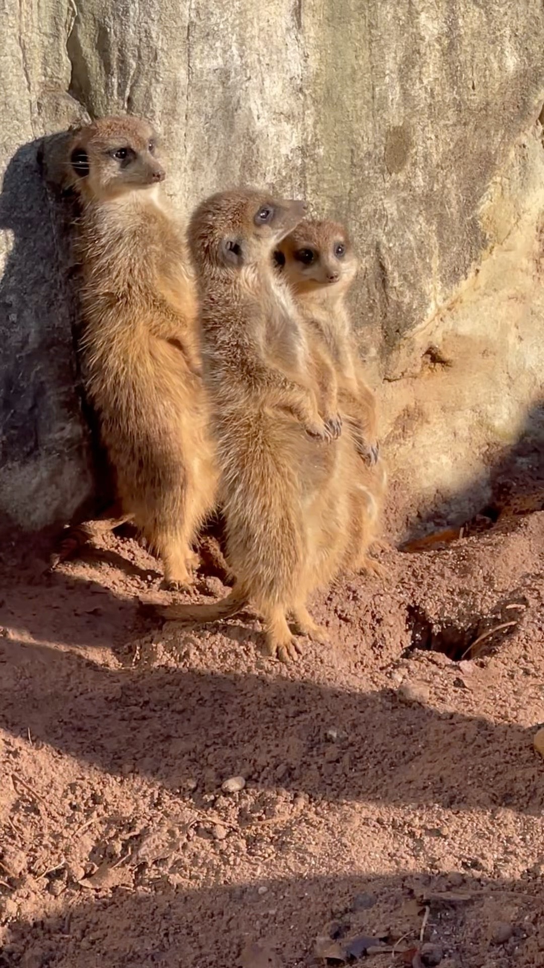 Little Mongoose Gaining Energy