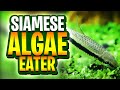 Siamese Algae Eater Care Guide: Everything You Need to Know!