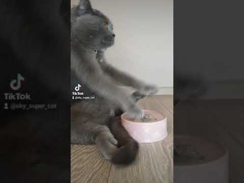Wideo: Sierść Kota - Łupież Zwierząt Domowych - Alergie Na Koty