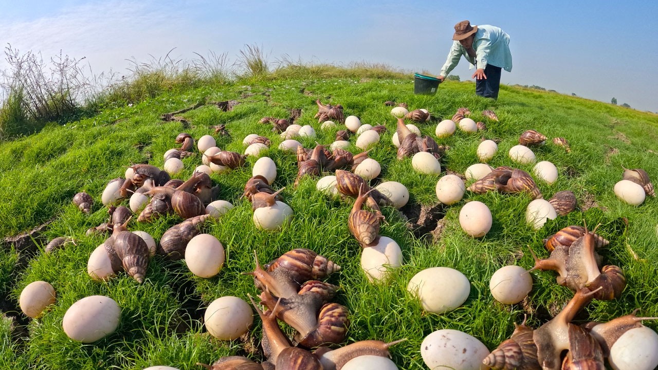 Amazing Harvest! Collecting Thousands of Giant Snails and Big Eggs in the Field