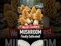 World’s Costliest Gucchi Mushroom Finally Cultivated? Major Breakthrough Explained | NEXT IAS