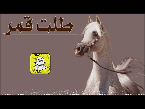 طلت قمر اداء ابو فيصل 2025 حصريا
