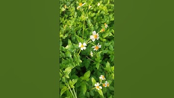 “Cây Xuyến Chi – Loài Cỏ Dại Quý Với Nhiều Công Dụng Chữa Bệnh”