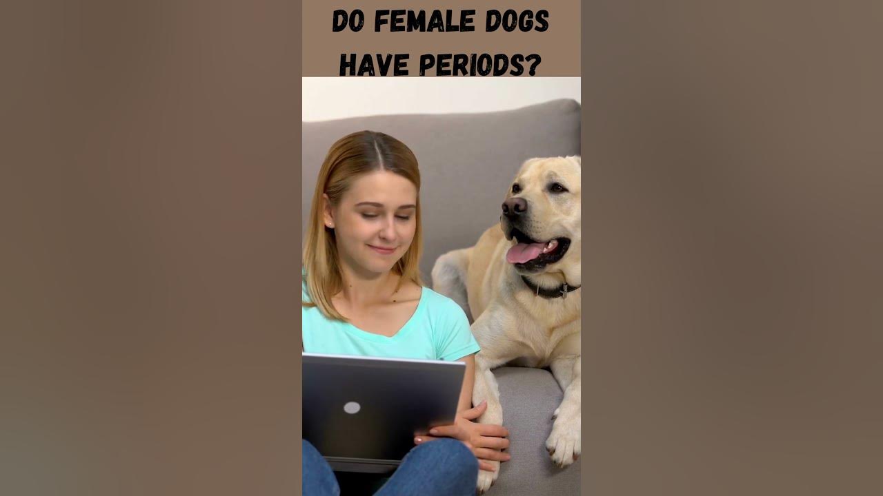 do-female-dogs-have-periods-shorts-youtube