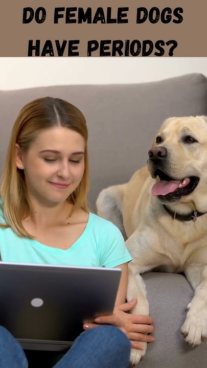 do-female-dogs-have-periods-shorts-youtube