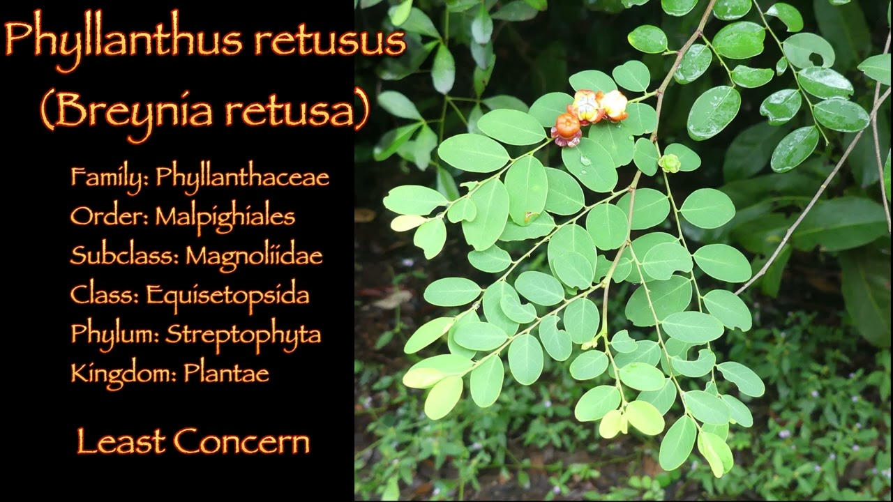 Wildlife of Sri Lanka - 6. Plants around Ritigala