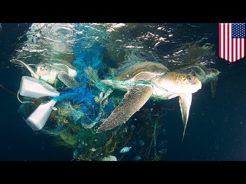 Sea Turtle with Straw up its Nostril 'NO TO PLASTIC  Doovi