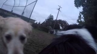 GoPro on Charlie at the Dog Park