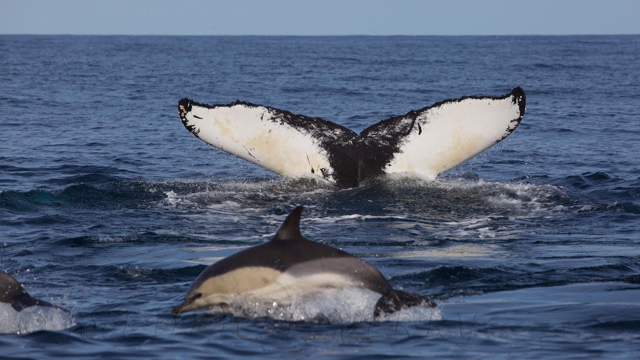 Une vingtaine de baleines à bosse au large de Saint Pierre et miquelon