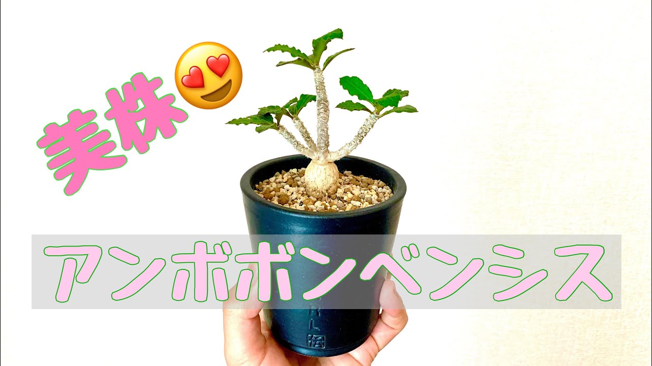 ユーフォルビア ワリンギアエ 塊根植物 レア アンボボンベンシス