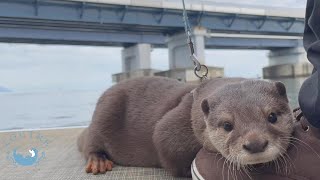 カワウソこむぎ、ボートでかっこよく琵琶湖を探検！　Otter Komugi got on a boat for the first time!