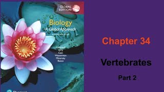 Bio102 / chapter 34 (vertebrates part 2) // campbell