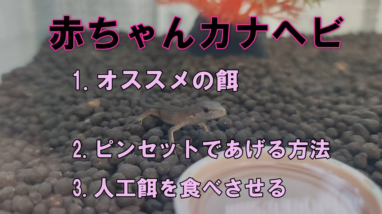 赤ちゃんカナヘビにオススメの餌・人工餌を食べさせる方法