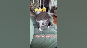 Cat Does a Happy Dance #funny #catnip