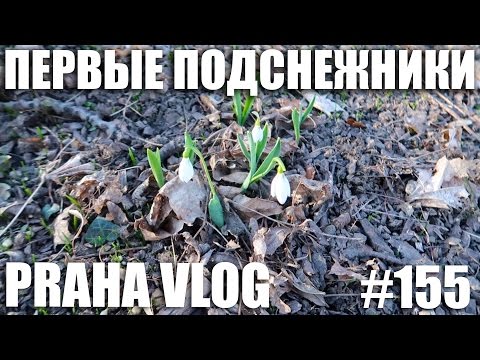 Прага, Первые подснежники, Петршин, Сад Кинских, Масопуст, Пришла весна - красотища! Praha Vlog 155