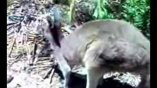 10 Feb 2008 - Day 4 In Perth - Dd Touch Kabgaroo