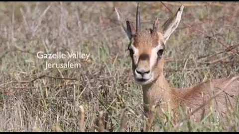 Gazelle Valley - Jerusalem's Urban Nature Reserve