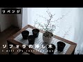 【ソフォラを５つに増やす】リベンジの結果は？ 　ソフォラリトルベイビー/植物/おすすめ/植え替え　#暮らしvlog#植物#ソフォラ #鉢#挿し木#植え替え#緑のある暮らし#インテリア