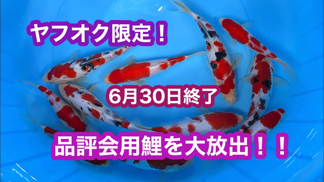 遼河鯉庵】極上錦鯉をオークションで1円出品します！ - YouTube