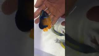 chăm sóc bể cá cảnh siêu đẹp