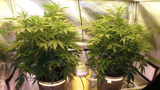 Growing Cannabis Indoors via DWC and T5 Lights