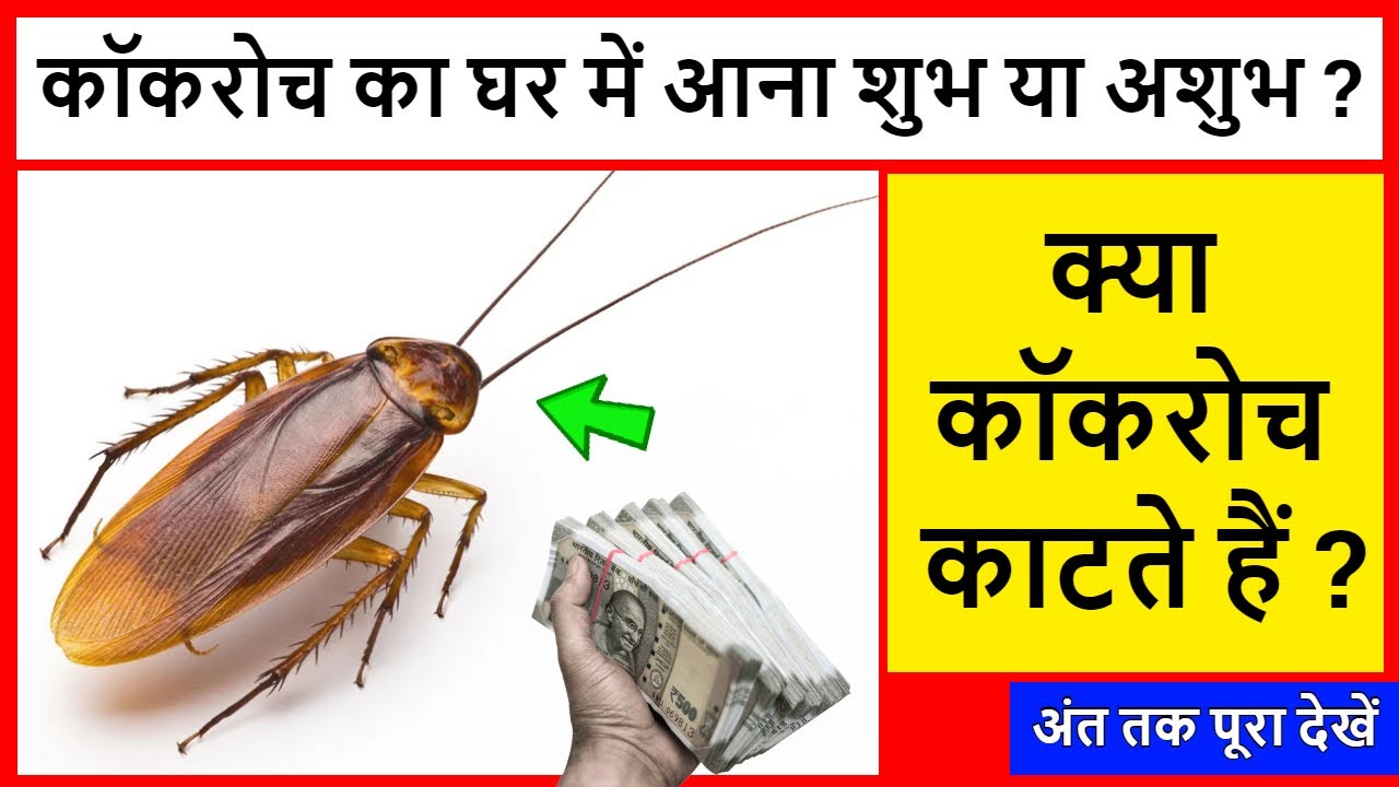cockroach ka ghar me aana | कॉकरोच का घर में आना शुभ या अशुभ | क्या ...