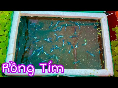 Video Lên Thêm 100 Cặp Cá 7 Màu Rồng Tím | Guppy | Phúc Phan... - youtube