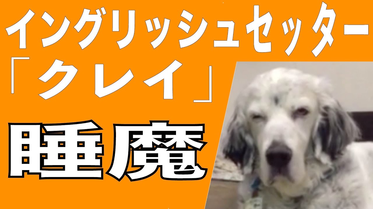 イングリッシュセッター クー 眠たい犬 1 Youtube