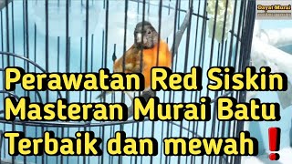 The best Red Siskin masteran care for MURAI BATU❗️