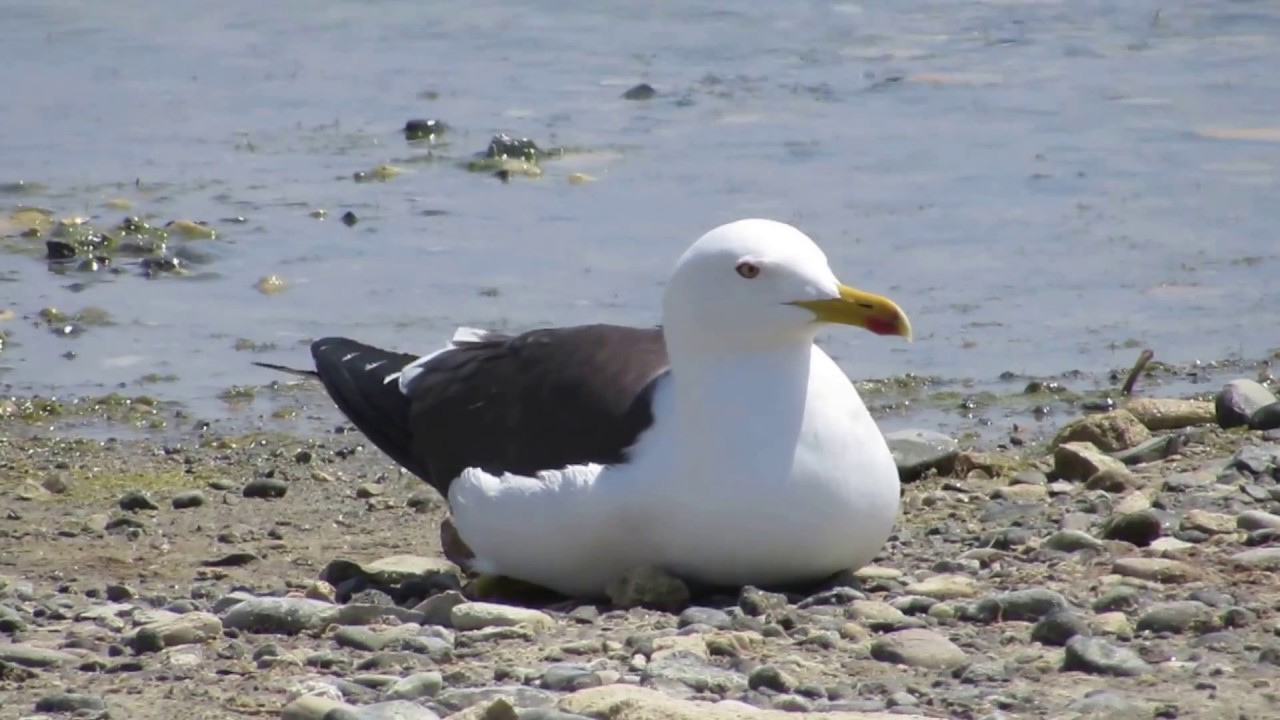 Lesser black-backed gull - Baltic Gull - (Larus fuscus) Μελανόγλαρος