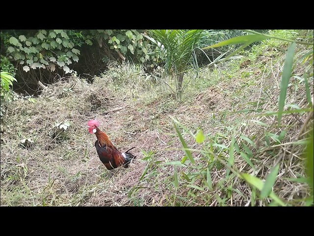 ayam hutan pikat lapis kebun laman kecik tapau class=