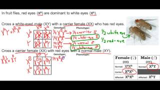 Target B1.2: Sex-Linked Traits Practice Problems