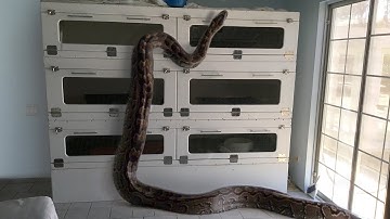 African Rock Python escapes--Eats Rabbit (Time Lapse x5)