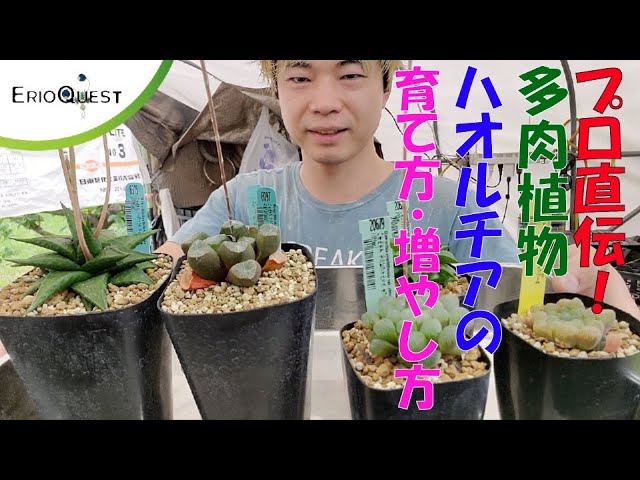 多肉植物 初心者でも安心 ハオルチアの育て方と種類 増やし方 Youtube