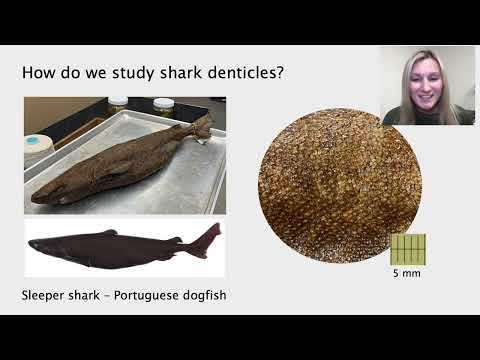 Shark Skin: How Do We Study It and What Can We Use It For? with Molly Gabler-Smith