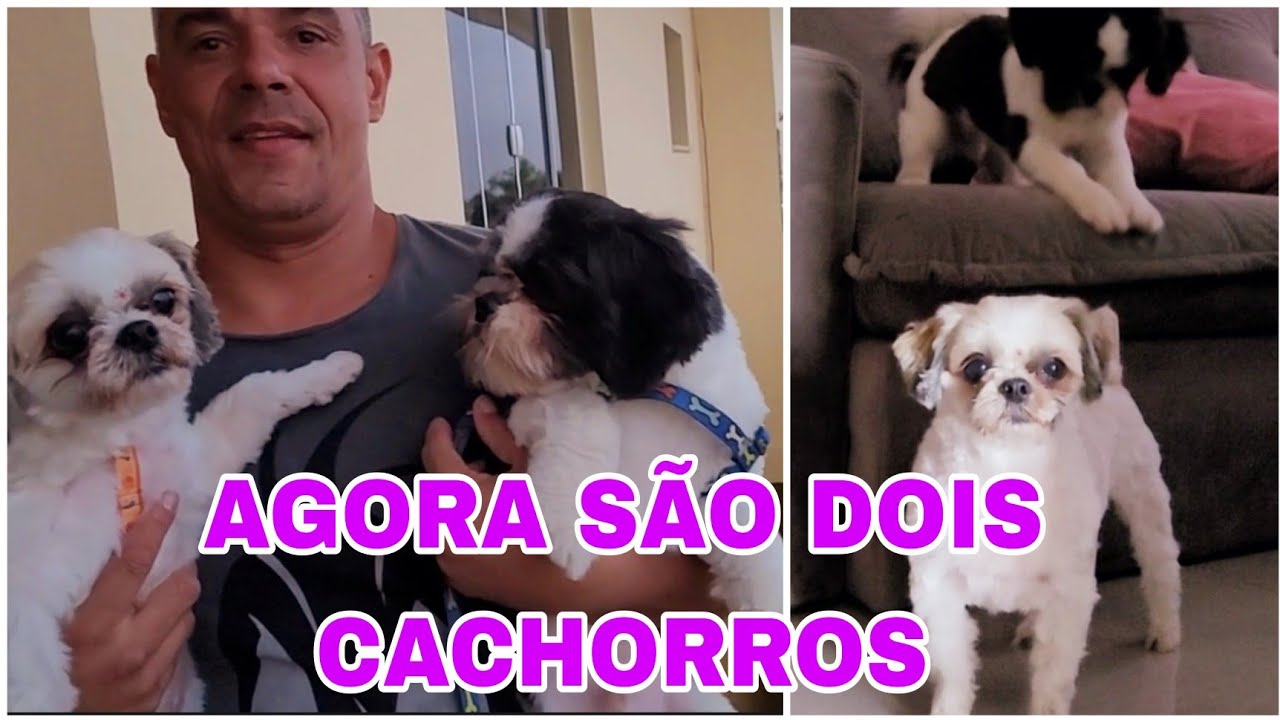 ROTINA COM MEU FILHOTE DE SHIH TZU | FOMOS NO PARQUE DE CACHORRO - YouTube