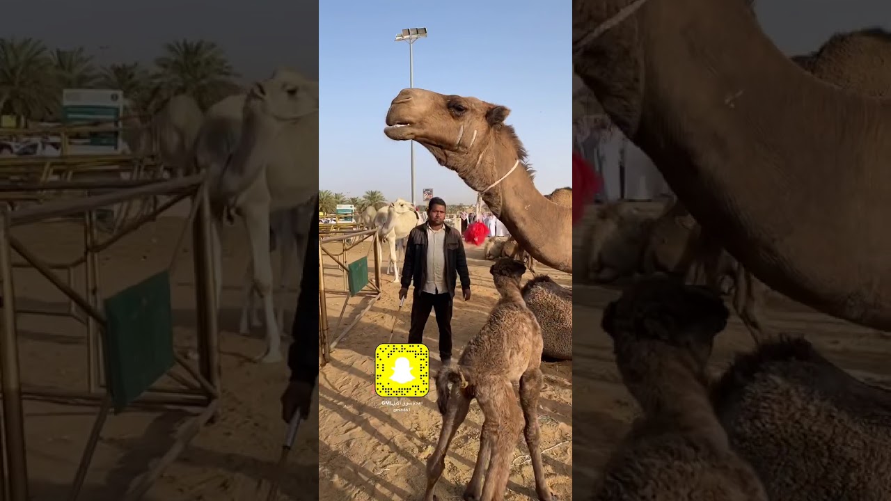 سوق الابل في بريده