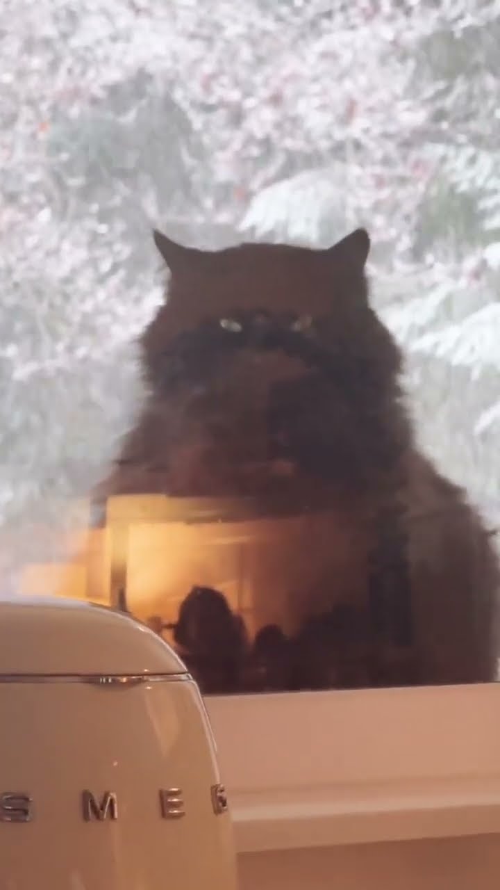 Top des vidéos très sympa