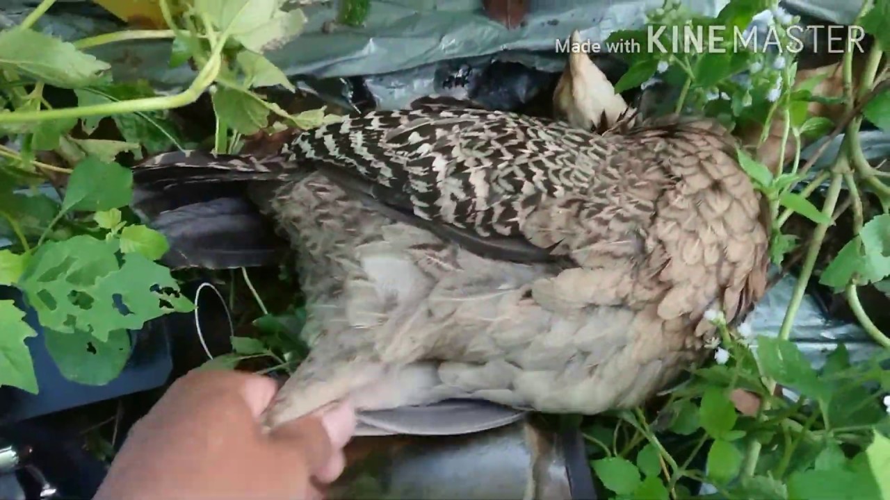 Berburu ayam hutan dapat babon