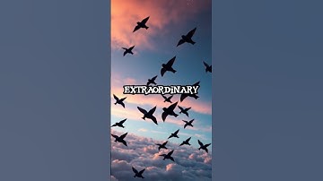 Meet the Bird That Flies Non-Stop for 10 Months!