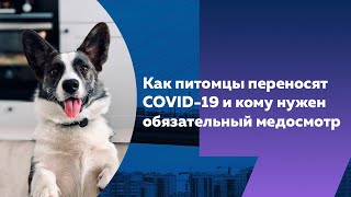Защитить питомца: где сделать бесплатную прививку животному в Петербурге