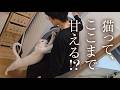 帰宅した瞬間、猫の『文句』と『抱っこ攻撃』が止まりません…😂😂😂