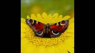 Женщина Превращается В Красивую Бабочку За Несколько Секунд